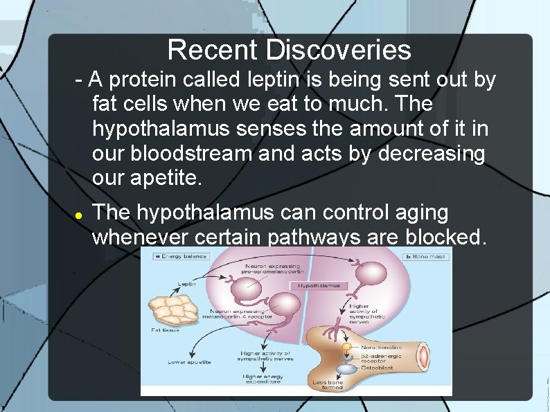 Recent Discoveries - A protein called leptin is being sent out by fat cells