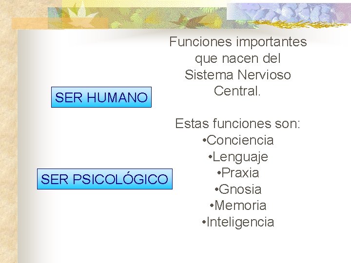 SER HUMANO Funciones importantes que nacen del Sistema Nervioso Central. Estas funciones son: •