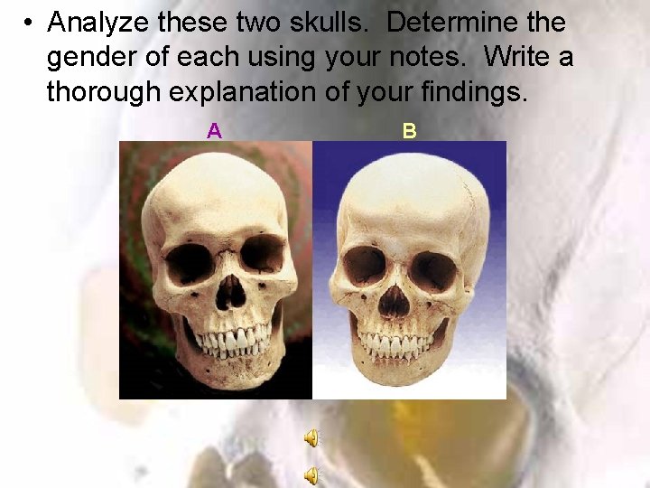  • Analyze these two skulls. Determine the gender of each using your notes.