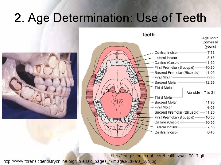 2. Age Determination: Use of Teeth http: //images. main. uab. edu/healthsys/ei_0017. gif http: //www.