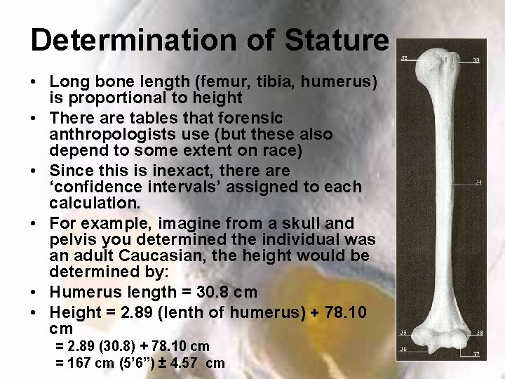Determination of Stature • Long bone length (femur, tibia, humerus) is proportional to height