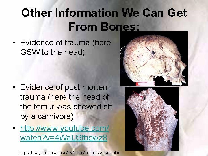 Other Information We Can Get From Bones: • Evidence of trauma (here GSW to