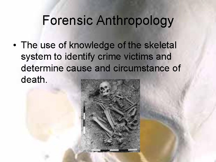 Forensic Anthropology • The use of knowledge of the skeletal system to identify crime
