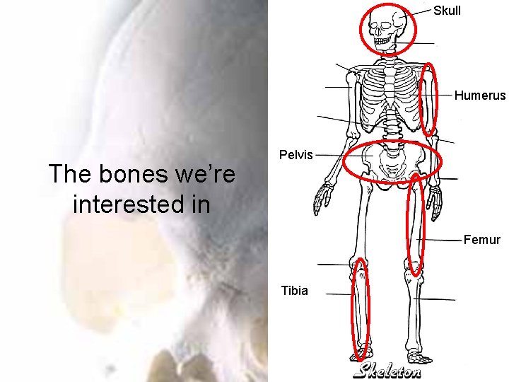 Skull Humerus The bones we’re interested in Pelvis Femur Tibia 