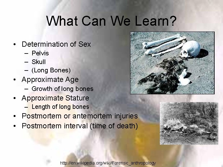 What Can We Learn? • Determination of Sex – Pelvis – Skull – (Long