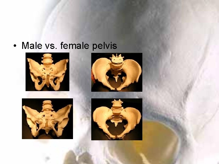 • Male vs. female pelvis 
