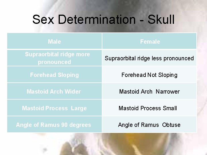 Sex Determination - Skull Male Supraorbital ridge more pronounced Female Supraorbital ridge less pronounced