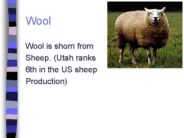 Wool is shorn from Sheep. (Utah ranks 6 th in the US sheep Production)