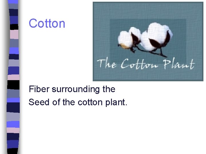 Cotton Fiber surrounding the Seed of the cotton plant. 