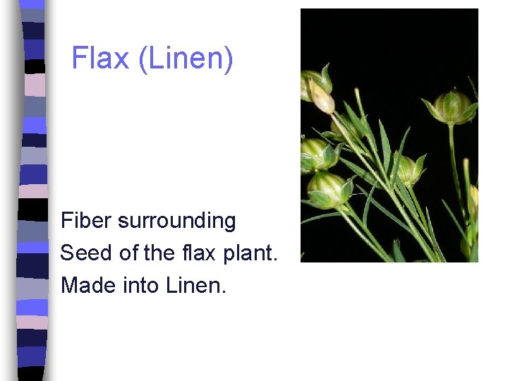 Flax (Linen) Fiber surrounding Seed of the flax plant. Made into Linen. 