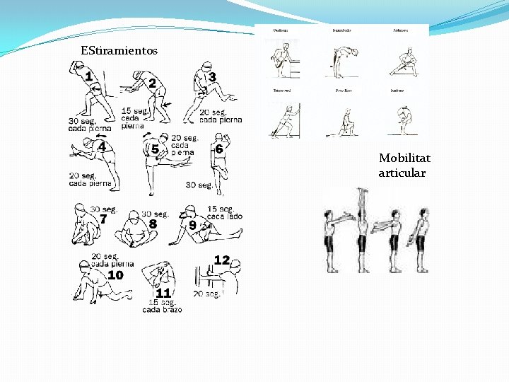 EStiramientos Mobilitat articular 