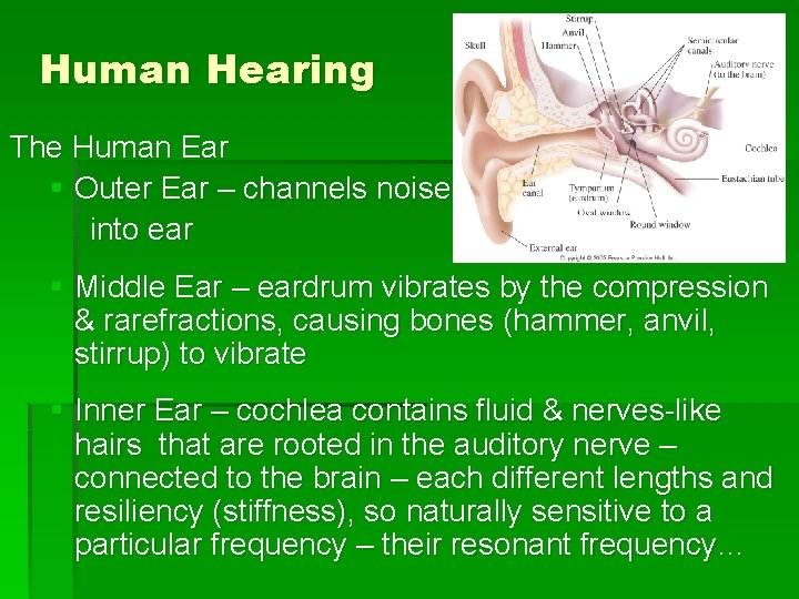 Human Hearing The Human Ear § Outer Ear – channels noise into ear §