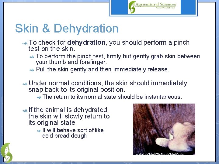 Skin & Dehydration To check for dehydration, you should perform a pinch test on