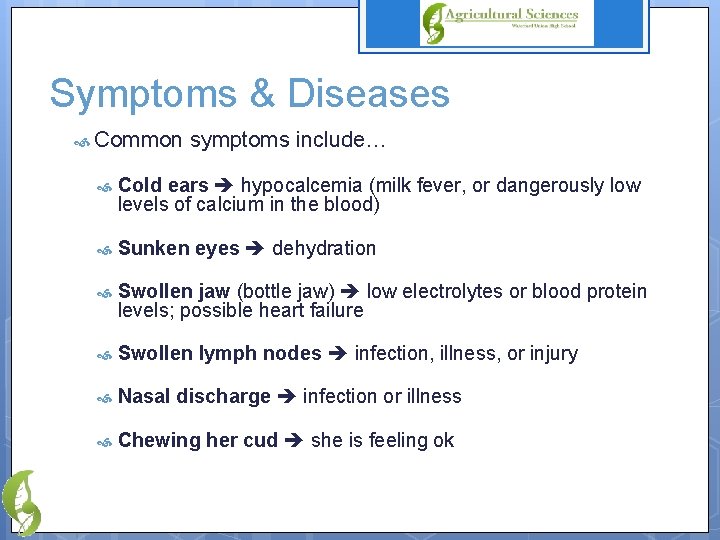 Symptoms & Diseases Common symptoms include… Cold ears hypocalcemia (milk fever, or dangerously low