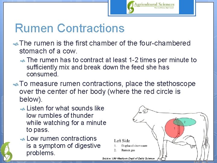 Rumen Contractions The rumen is the first chamber of the four-chambered stomach of a