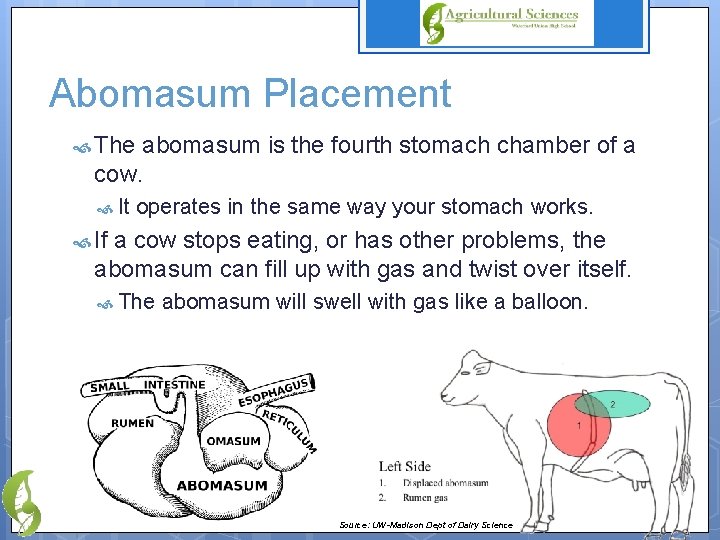 Abomasum Placement The abomasum is the fourth stomach chamber of a cow. It operates