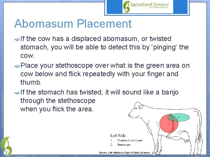 Abomasum Placement If the cow has a displaced abomasum, or twisted stomach, you will