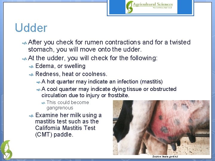 Udder After you check for rumen contractions and for a twisted stomach, you will
