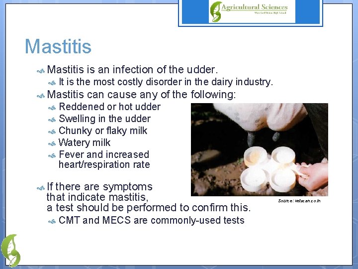 Mastitis is an infection of the udder. It is the most costly disorder in