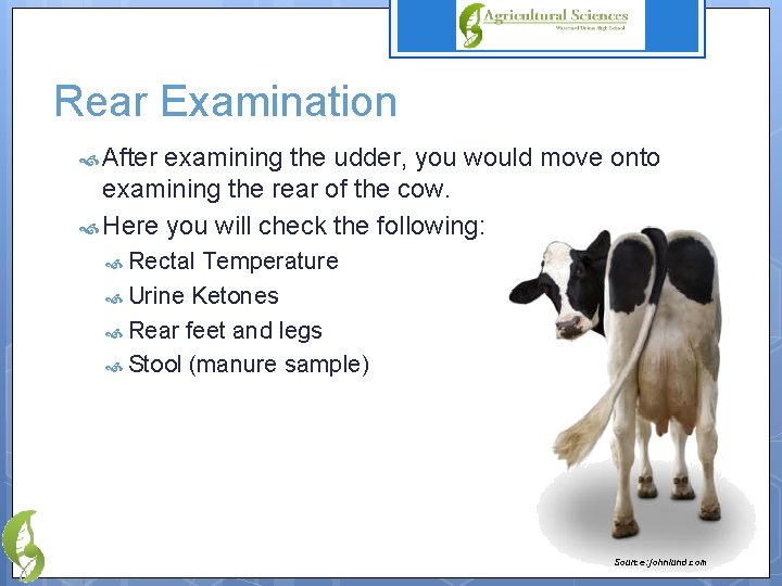 Rear Examination After examining the udder, you would move onto examining the rear of