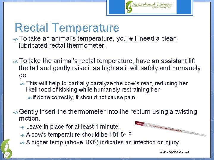 Rectal Temperature To take an animal’s temperature, you will need a clean, lubricated rectal