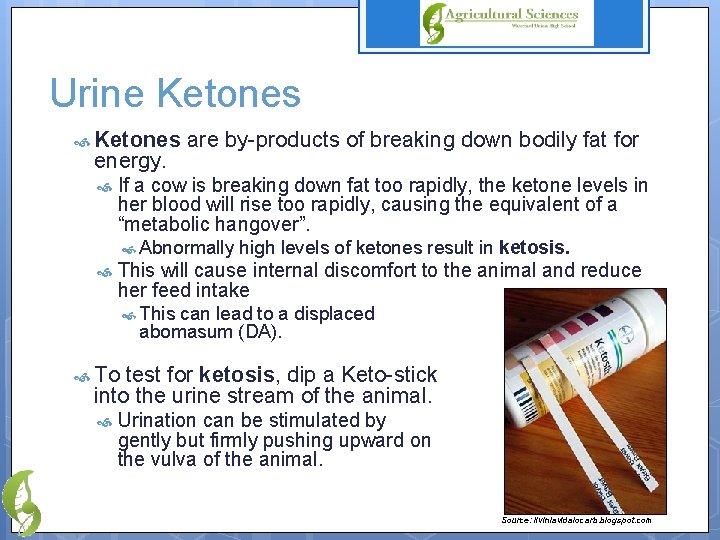 Urine Ketones energy. are by-products of breaking down bodily fat for If a cow