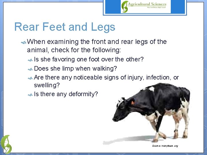 Rear Feet and Legs When examining the front and rear legs of the animal,