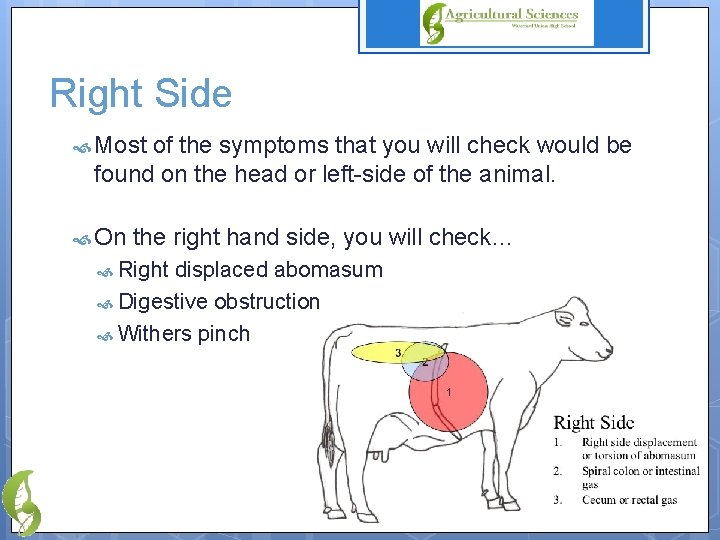 Right Side Most of the symptoms that you will check would be found on