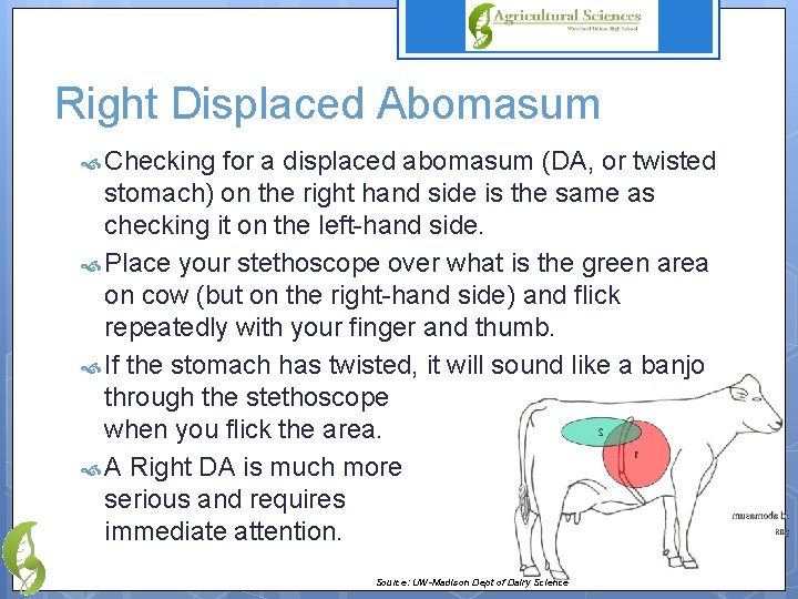Right Displaced Abomasum Checking for a displaced abomasum (DA, or twisted stomach) on the