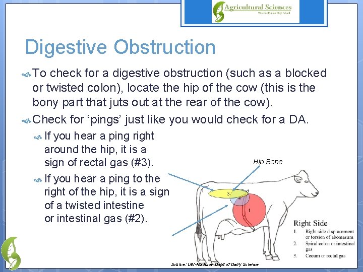 Digestive Obstruction To check for a digestive obstruction (such as a blocked or twisted