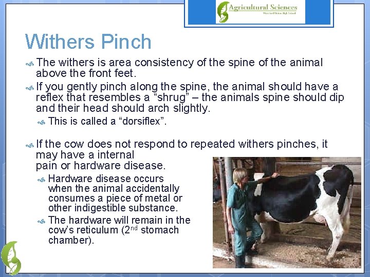 Withers Pinch The withers is area consistency of the spine of the animal above