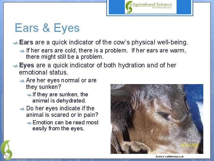 Ears & Eyes Ears are a quick indicator of the cow’s physical well-being. If