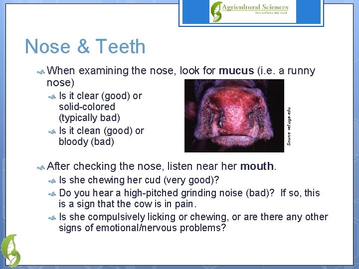 Nose & Teeth When nose) examining the nose, look for mucus (i. e. a