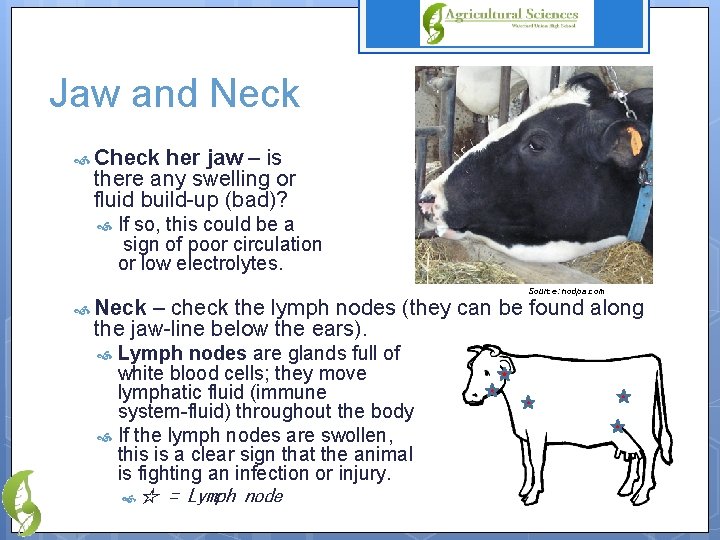 Jaw and Neck Check her jaw – is there any swelling or fluid build-up