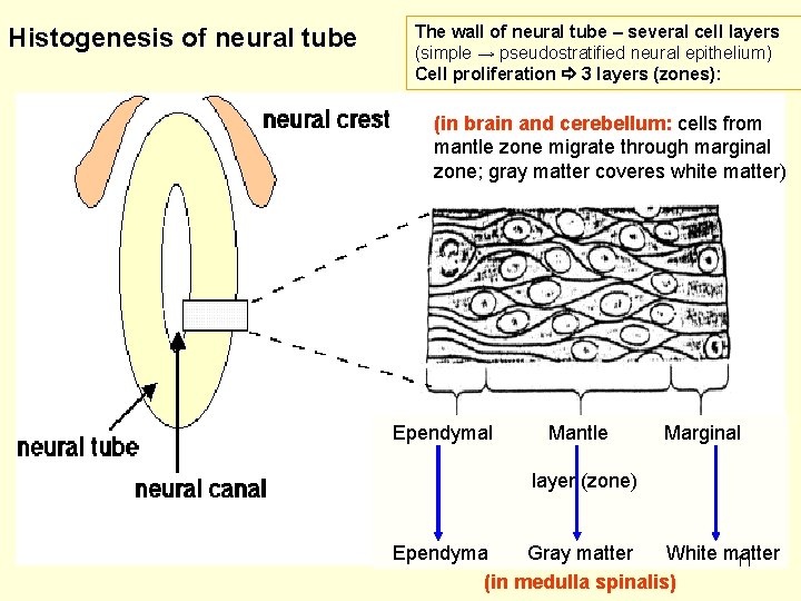 Histogenesis of neural tube The wall of neural tube – several cell layers (simple