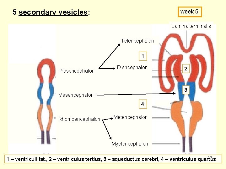 5 secondary vesicles: week 5 Lamina terminalis Telencephalon 1 Prosencephalon Diencephalon 2 3 Mesencephalon