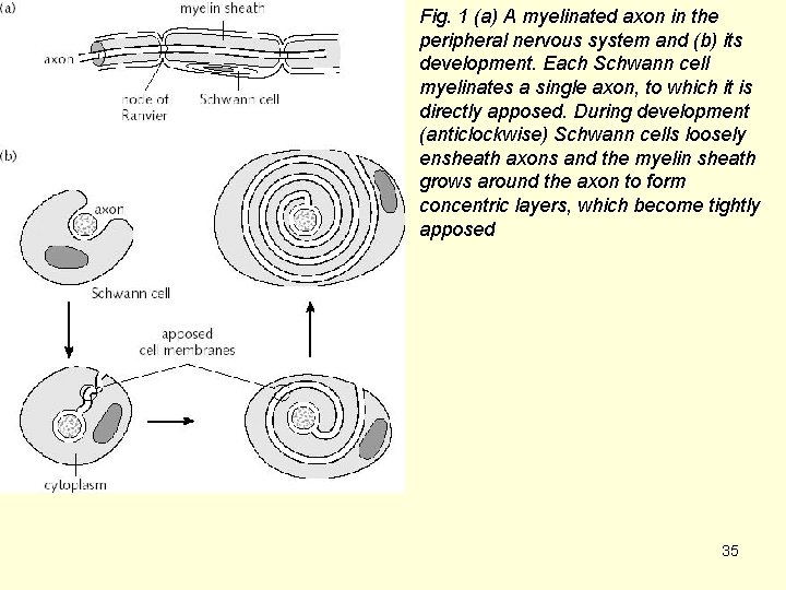 Fig. 1 (a) A myelinated axon in the peripheral nervous system and (b) its