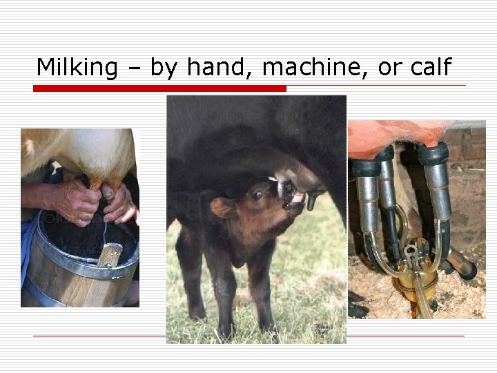 Milking – by hand, machine, or calf 