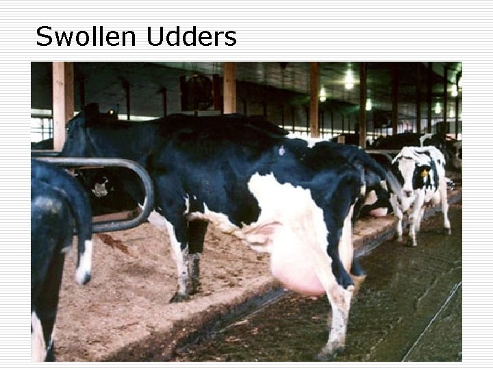 Swollen Udders 