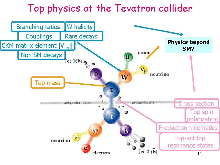 Top physics at the Tevatron collider Branching ratios W helicity Couplings Rare decays CKM
