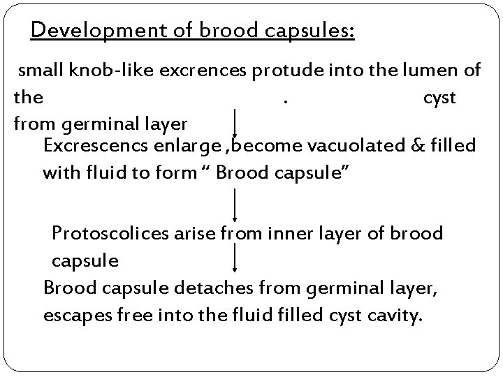 Development of brood capsules: small knob-like excrences protude into the lumen of the. cyst