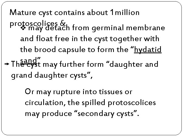Mature cyst contains about 1 million protoscolices & v may detach from germinal membrane