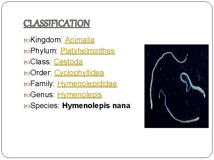 CLASSIFICATION Kingdom: Animalia Phylum: Platyhelminthes Class: Cestoda Order: Cyclophyllidea Family: Hymenolepididae Genus: Hymenolepis Species: