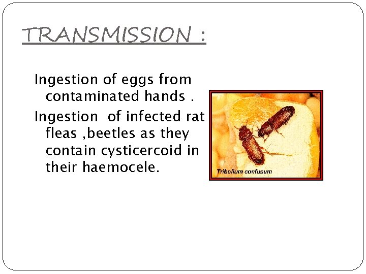 TRANSMISSION : Ingestion of eggs from contaminated hands. Ingestion of infected rat fleas ,