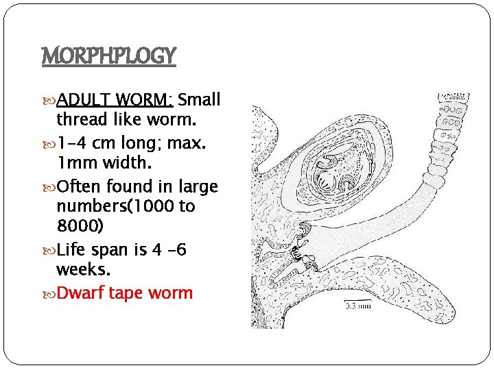MORPHPLOGY ADULT WORM: Small thread like worm. 1 -4 cm long; max. 1 mm