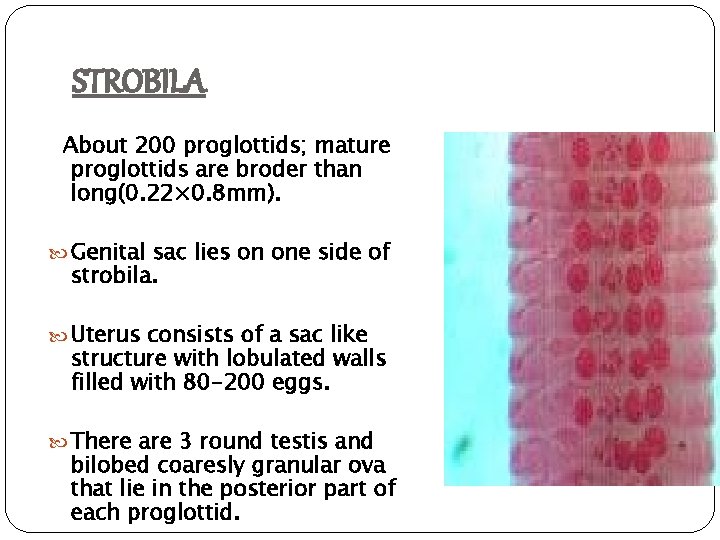 STROBILA About 200 proglottids; mature proglottids are broder than long(0. 22× 0. 8 mm).
