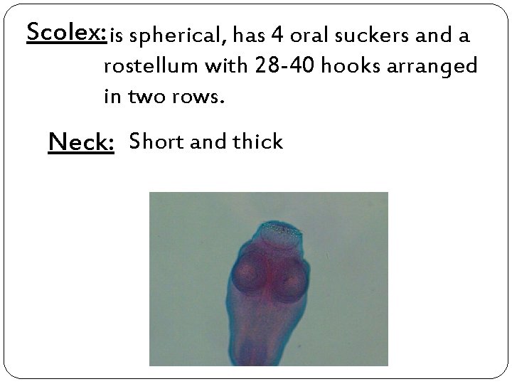 Scolex: is spherical, has 4 oral suckers and a rostellum with 28 -40 hooks