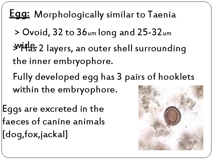 Egg: Morphologically similar to Taenia > Ovoid, 32 to 36 um long and 25
