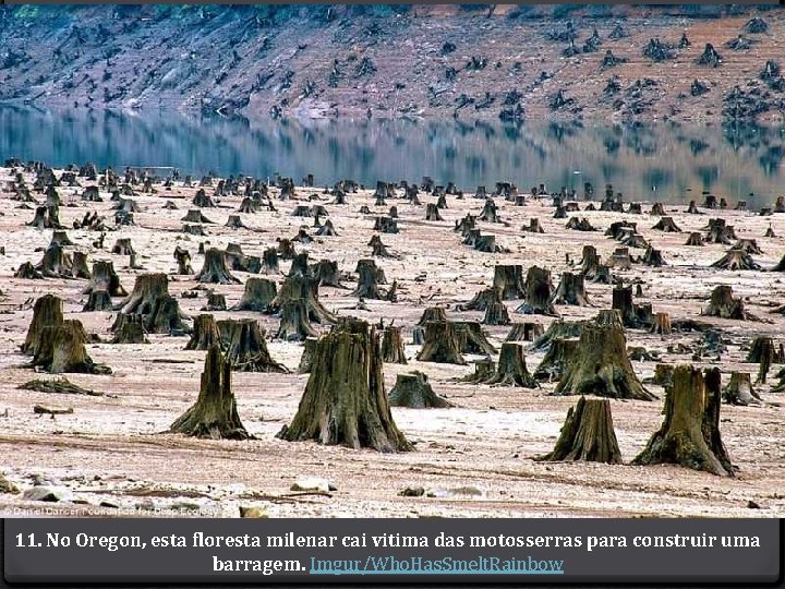 11. No Oregon, esta floresta milenar cai vitima das motosserras para construir uma barragem.