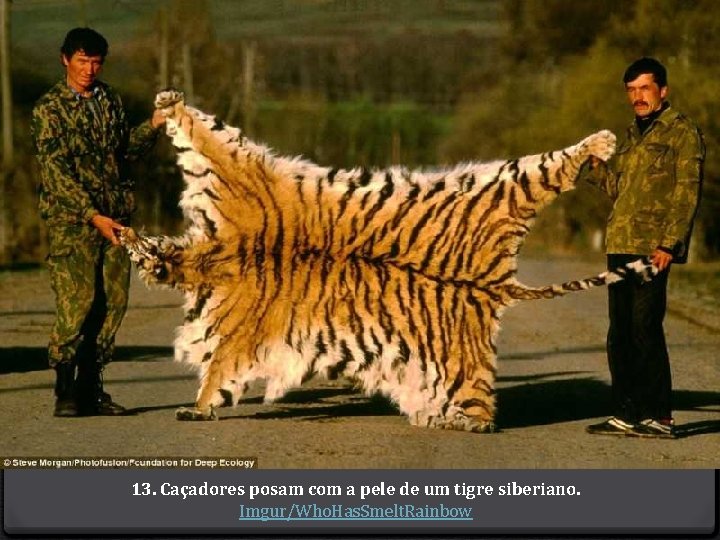 13. Caçadores posam com a pele de um tigre siberiano. Imgur/Who. Has. Smelt. Rainbow